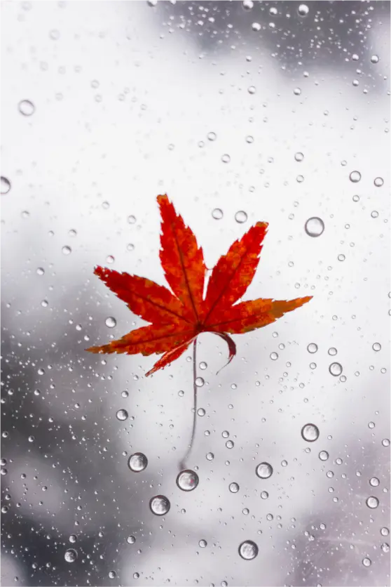 Main image Photo du Japon: Momiji sous la pluie