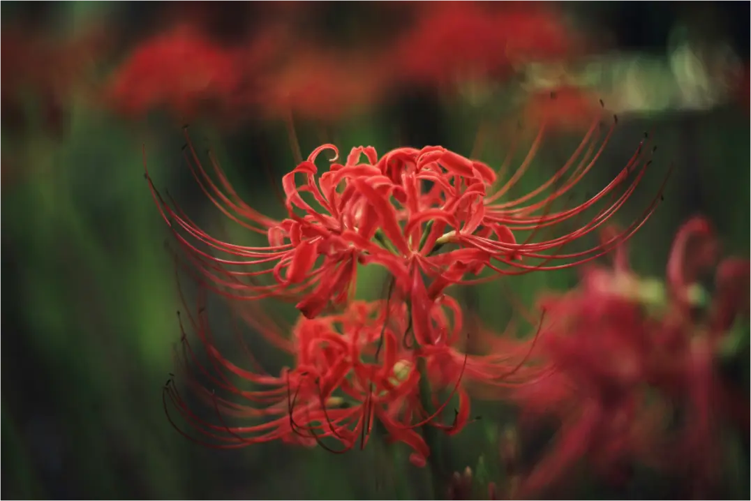 Main image Photo du Japon: Lycoris rouge - Fleur de l'équinoxe higanbana